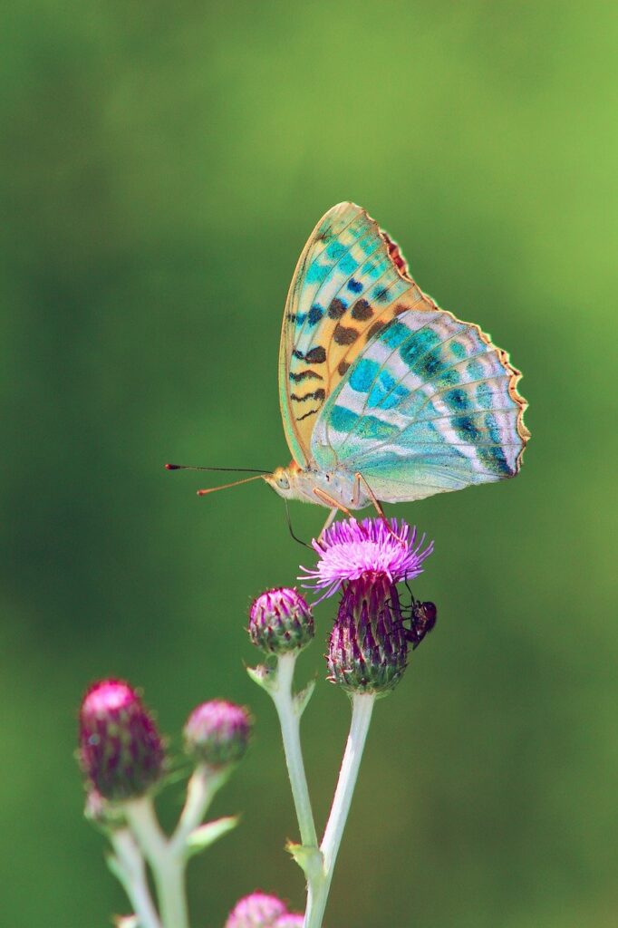 butterfly, nature, animal-2648583.jpg