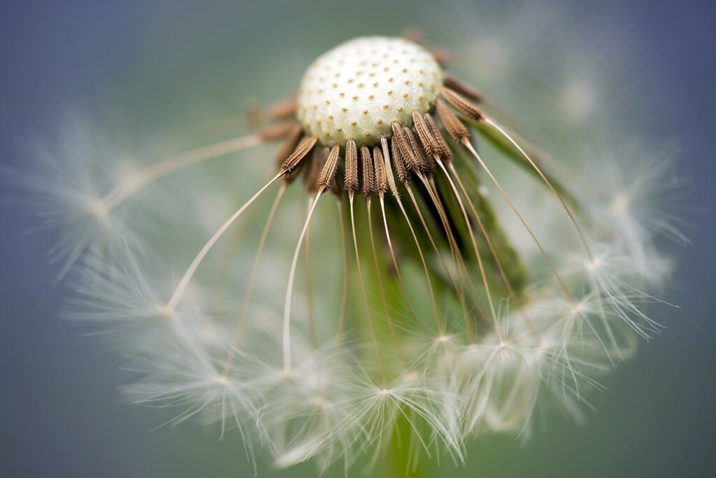 flower, dandelion, wildflower-335662.jpg