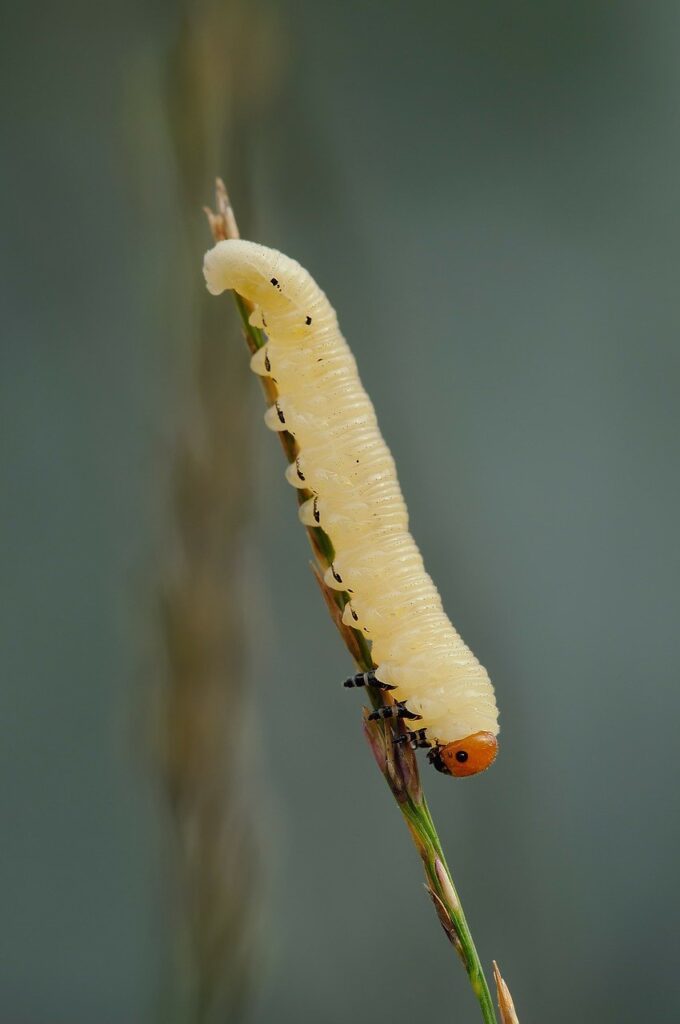 wasp larva, wasps, larvae-234300.jpg